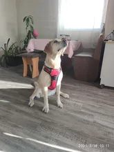 Vest Harness Pet-Dog No-Pull SUPREPET Nylon Adjustable for Large Medium