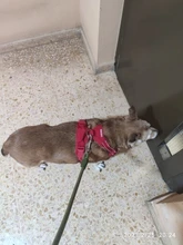 Truelove Pet Dog Harness Large Small For Pitbull Reflective Safety Harness For Dogs