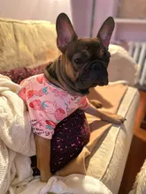 Warm Dog Sweatshirt Puppy-Clothes Dog-Costume Soft-Fleece Chihuahua Winter Yorkshire