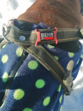 Pet-Id-Tags Collar-Accessory Cats Dogs Stainless-Steel Small Custom Personalized 