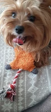 Perro de juguete duradera lindo papá pato haciendo sonido perro de peluche juguetes masticables para cachorros formación juguetes para la dentición para pequeños perros mediano