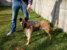 Vest Pouches Pet-Harness Dogs No-Pull Training Molle Military Hiking Tactical Large Medium