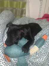 Dog-Toys Puppy Squeak Chew-Cleaning Plush Pet-Resistance Cat Cartoon Cloth Linen 33cm