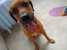 Collar personalizado para perro, etiqueta de identificación, grabado, Nombre de mascota para gato, cachorro, colgante, llavero, hueso, accesorios para mascotas