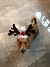 Hat Puppy-Festival-Accessories Party-Product Pet-Headband Hair-Hoop Dog Cat Cosplay Christmas