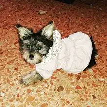 Hoodie Coat Outfit Warm-Dress Girl Dog Winter Princess New Floral 6-Sizes Bubble-Skirt