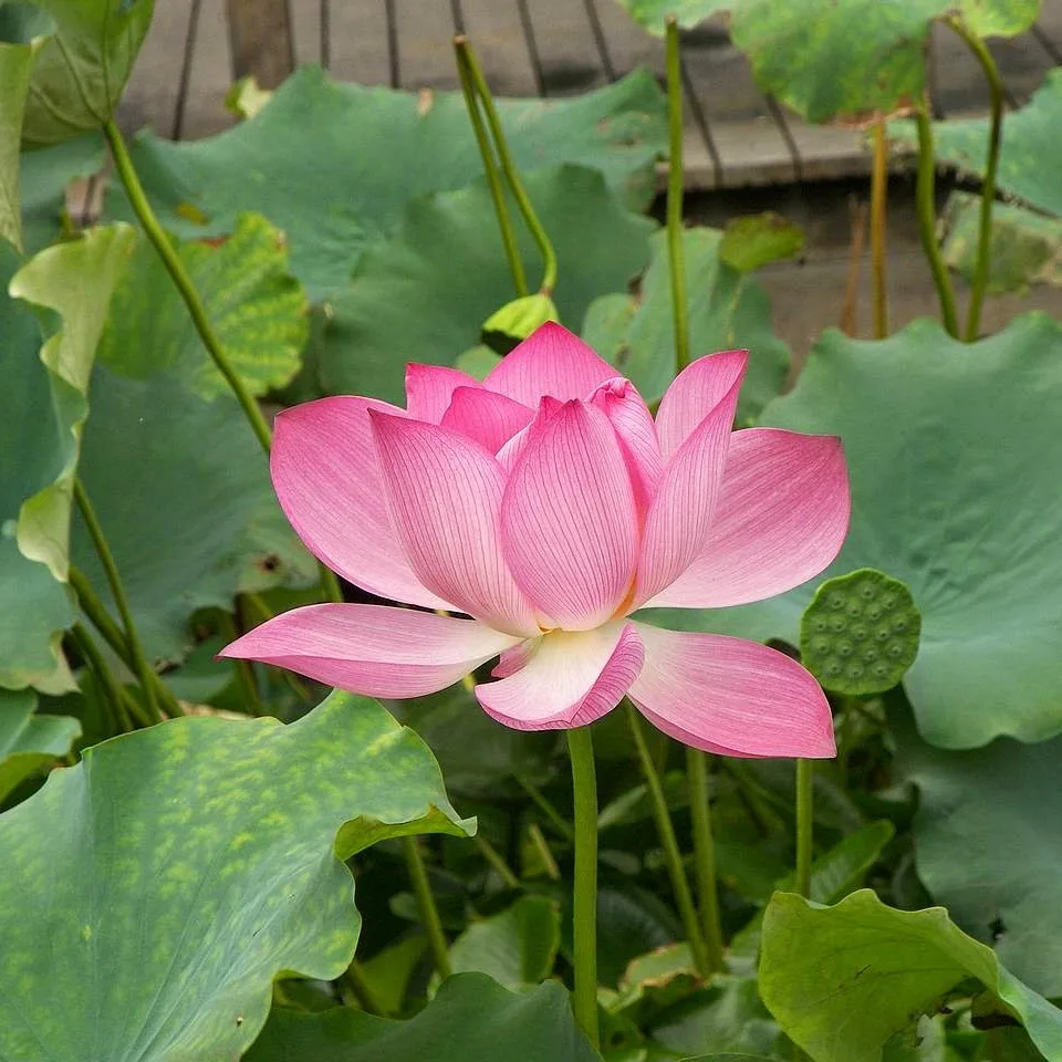 Lotus walnut seeds 5 PCs