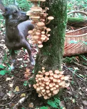 Vibration Training-Collar Pet-Dog Electric-Shock Remote Anti-Bark 853 Hot-Sale