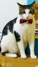 Corbata de lazo de Mascota, diseño de ancla, Collar de gato, corbata de gato, disfraz de gato, Xiao, tienda MPK