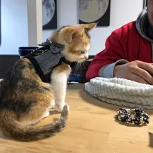 Lead-Vest Harness-Leash Guinea-Pig Hamster Animals Small Mesh Pet-Strap Cotton