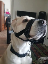 Correa de cuello de cabeza acolchada para perro, herramienta de entrenamiento para dejar de tirar