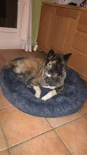 Super Soft Dog Bed Round Washable Long Plush Dog Kennel Cat House Velvet Mats Sofa For
