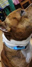 USB de carga Led Collar de perro Anti-perdido/evitar accidente de coche Collar para perros perro collares lleva LED suministra productos para mascotas