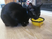 Dish Dog-Bowl Food-Container Water-Feeder Foldable Travel Silicone Puppy Outdoor Doggy