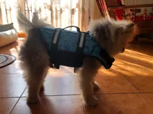 Chaleco Salvavidas para perro, chaqueta Salvavidas para mascota, ropa de seguridad, traje de baño para mascotas, Chaleco de seguridad para verano