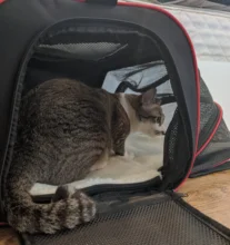 Pet-Carrier Expandable Kennel Airline-Approved Soft Crate Travel Two-Side Luggage on