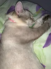 Necklaces-Accessories Collar Puppy-Products Chat Kitten Kota Small Traumdeutung for Pet-Dog