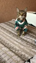 Ropa de gato para gatos, disfraz de gato de invierno, Sudadera con capucha, suéter, ropa de cachorro mascota, productos para gatos