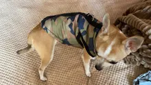 Coat Vest Jacket Yorkie Chihuahua Puppy Outfit Pet-Dog Winter Warm for Windproof Padded