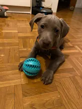 Pet Dog Toys Toy Funny Interactive Elasticity Ball Dog Chew Toy For Dog Tooth Clean Ball