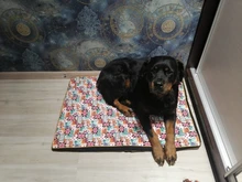 Cama grande para perro, colchoneta de espuma viscoelástica, transpirable, colchón ortopédico de fondo Oxford, para mascota mediana grande pequeña