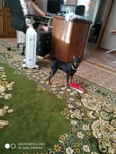 Pet-Collars-Products Puppy Dog-Collar Rhinestone Bling Princess Cute M Cat Small