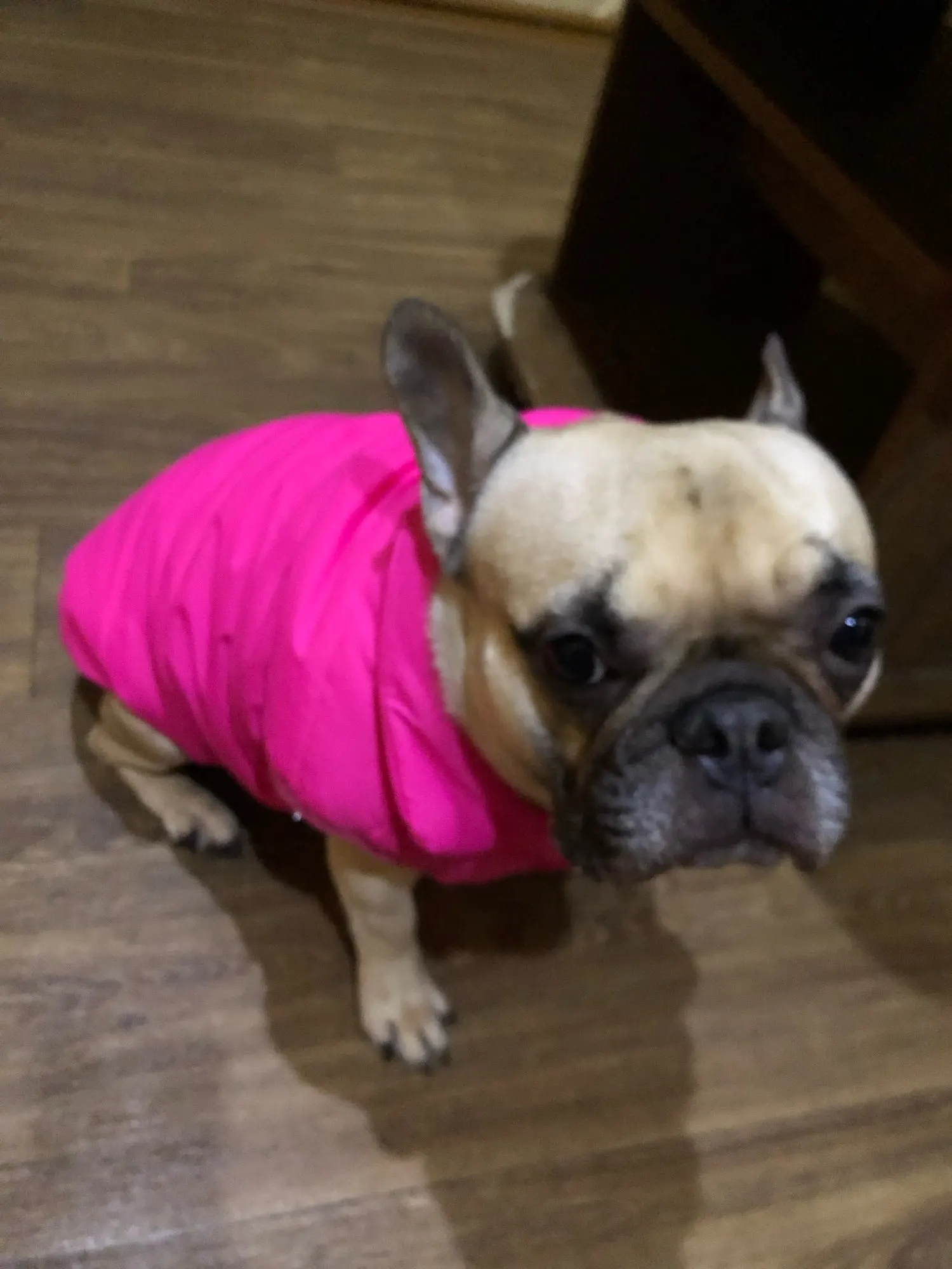 Winter Coat For Dogs photo review