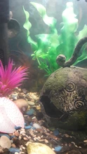 Aquarium-Accessories Decoration Materials Fish-Tank Artificial Green 20cm PVC Plants