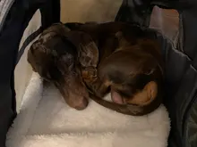 Dog-Carrier-Bags Airline Pet-Cat-Dog-Backpack Portable Cats Small Dog for Approved