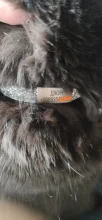 Quick-Release Bell Name-Tag Id-Tag-Collars Engraved Puppy-Kitten Cats Safety Custom Personalized