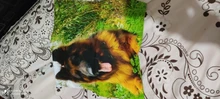 Picture Here Print Pet Personal Life Photos Customize Gift Home Cushion Cover Pillowcase