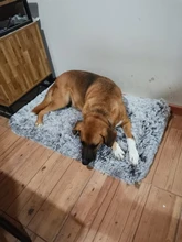 Pet-Mattress Cushion Dog-Bed Orthopedic-Foam Dogs Dog-Mats/removable-Cover Small Large