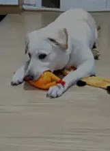 Interactive Rubber Chew Toys For Dogs Cats Pet Squeaky Tooth Cleaning Toys Dog Cat Colorful