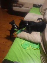 Octopus Squeaking Pet Toy for Educational Dog Puppy Cute Stuffed Plush Squeaky Toys Sound