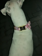 Dog-Accessories Collars Engraved Pet-Puppy Printed Custom Personalized Fashion Nylon