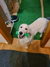 Dog-Toys Dog-Accessories Puppy Chew Interactive-Rubber Cleaning Supplier Dropship Small