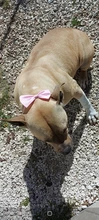 Necklace Bow-Ties Pet-Supplies Dogs-Accessories Puppy Cat-Collar Adjustable-Strap Pet-Dog