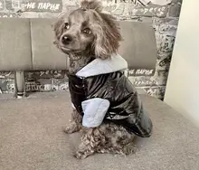 Hoodies Jacket Puppy French-Bulldog Small Dogs Waterproof Dog Chihuahua Winter Autumn