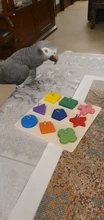 Toy-Accessories Birds Parrot Wooden-Block Educational-Toys Interactive-Training Pet DIY