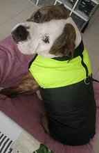 Ropa de perro grande invierno cálido mascota chaleco chaqueta impermeable perro abrigo ropa para perro grande Bulldog Golden Retriever ropa