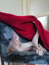 Pet Cat Animal Hammack Luxury Radiator Bed Hanging Winter Warm Fleece Basket Fleece