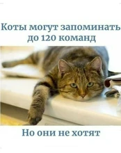 Lector de llaves y anillos de identificación, dispositivo de escritura regrabable EM4305 T5577 de 125khz, con etiqueta RFID, ficha de proximidad, duplicado, 50 unids/lote