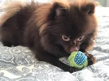 Dog-Toy Rope Knot-Ball HOOPET Chews Teeth-Odontoprisis Small Large Cotton 7-Style Grinding