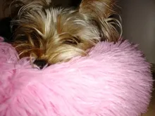 Bed Cushion House Sofa Cat-Beds Pet-Products Dogs-Basket Animals Plush Round Soft Long