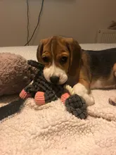 Pet-Dog-Toys Chew Toy Pet-Supplies Donkey Animal Small Dogs Puppy Plush-Squeak Bite-Resistant