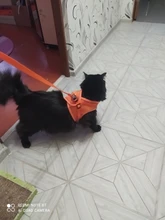 Reflectante cachorro gato arnés chaleco caminar perro ajustable Collar de gatito de malla de poliéster arnés para pequeño mediano perros