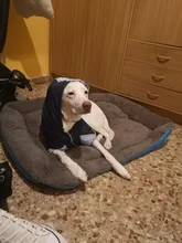 Dogs-Bed Sofa-House Big-Basket Small Large Waterproof Cat Bed Soft-Fleece for Medium