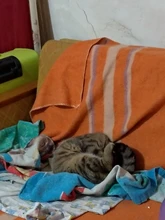 Estación de soldadura 2 en 1, 8586, 760W, 220V, pistola de aire caliente, soldadura de hierro SMD, BGA refundido, herramientas de reparación de soldadura