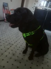 Vest Harness Pet-Dog No-Pull SUPREPET Nylon Adjustable for Large Medium