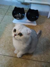 Cat-Bowls Products Pet-Food Raised-Stand Pet-Supplies Cats-Dogs-Feeders Non-Slip Double